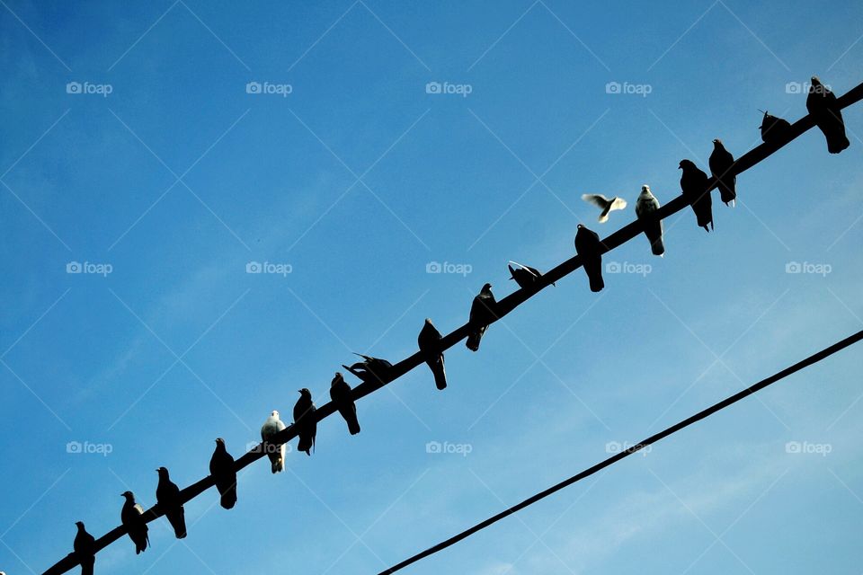 bird hang in the wire