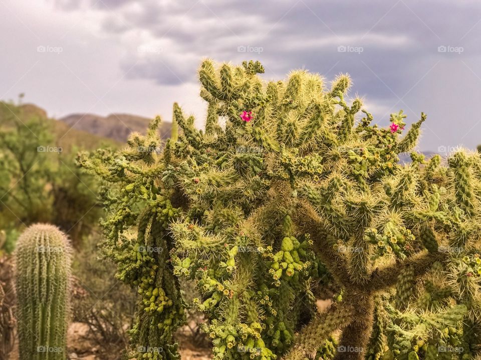 Desert Cactus 