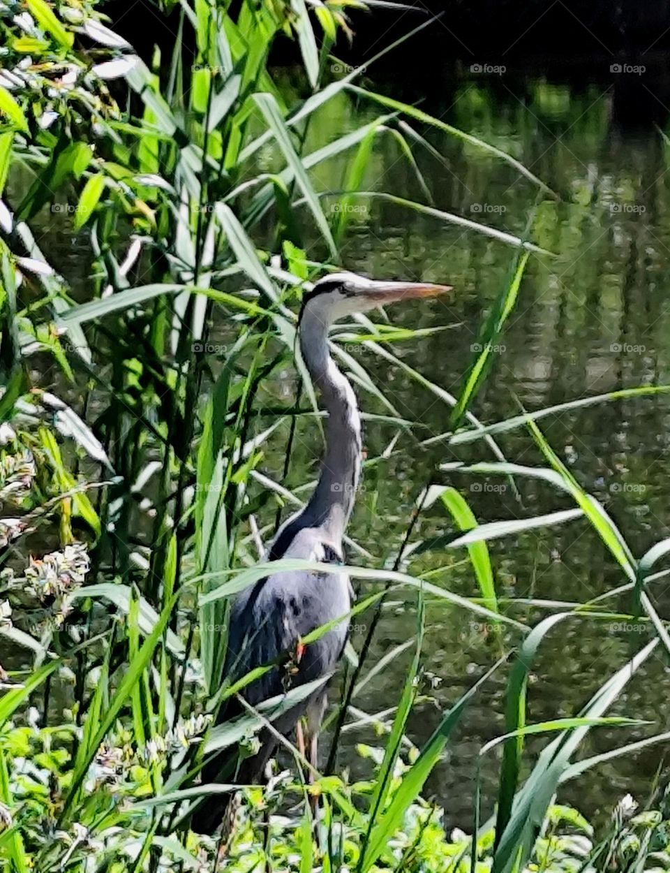 Heron