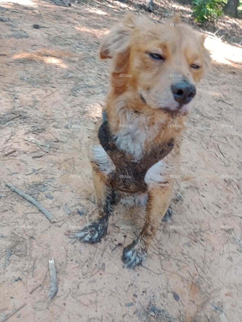 mud dog