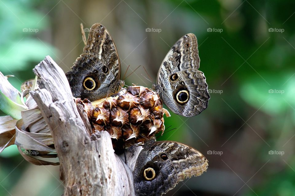 Morpho butterfly on pineapple