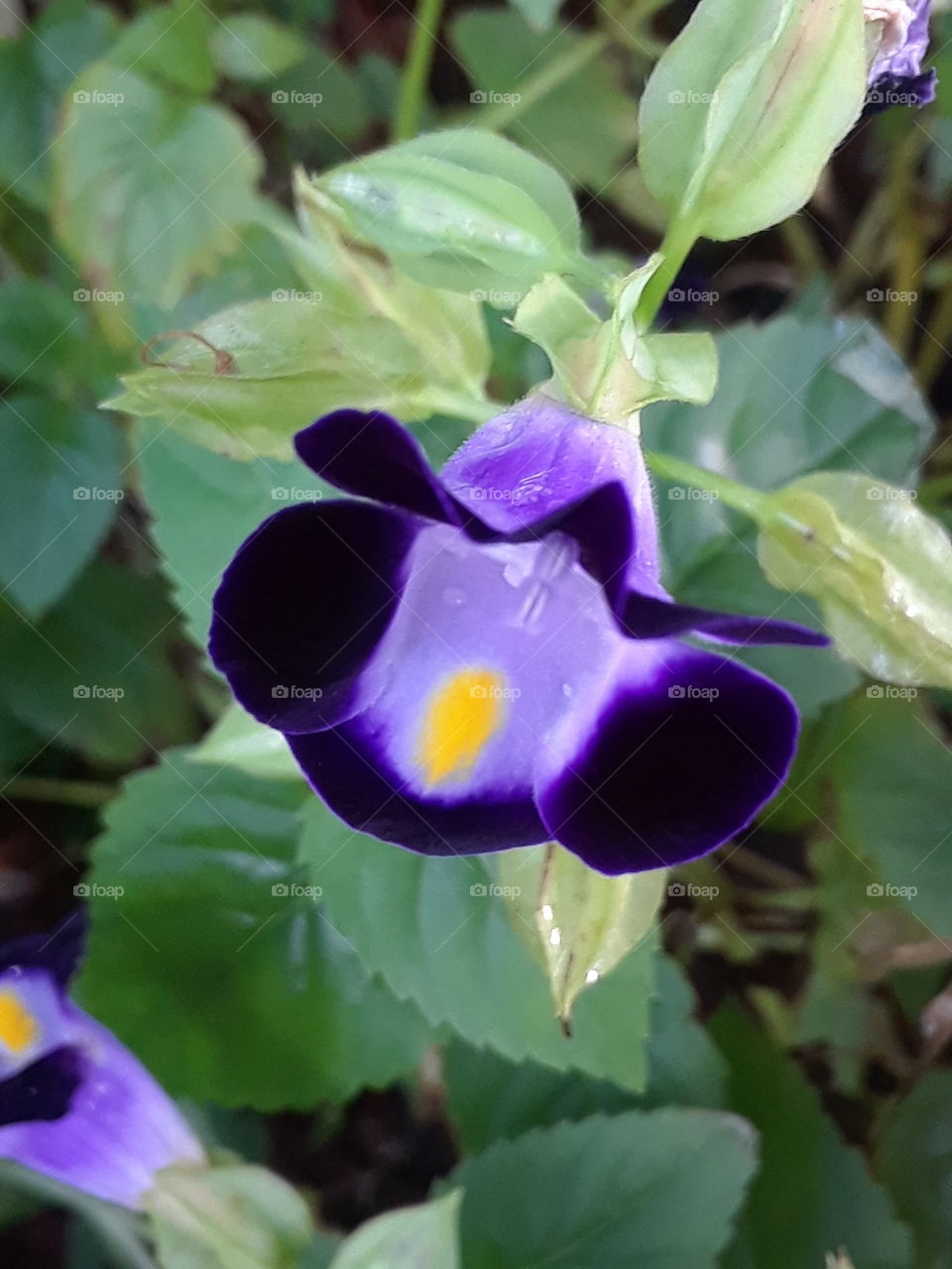 purple bell flower closeup
