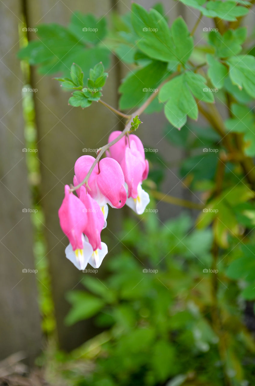 bleeding hearts blooming