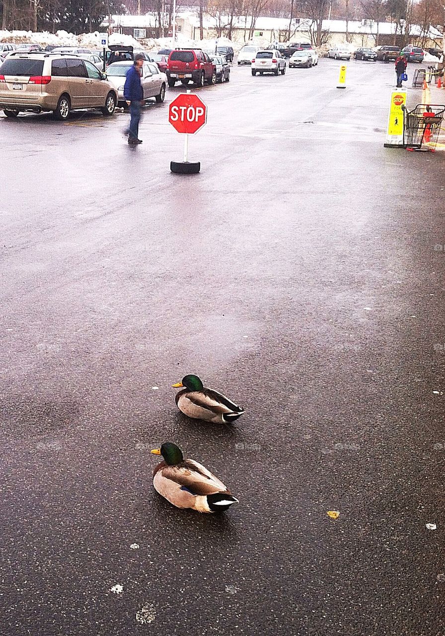 Duck Crossing