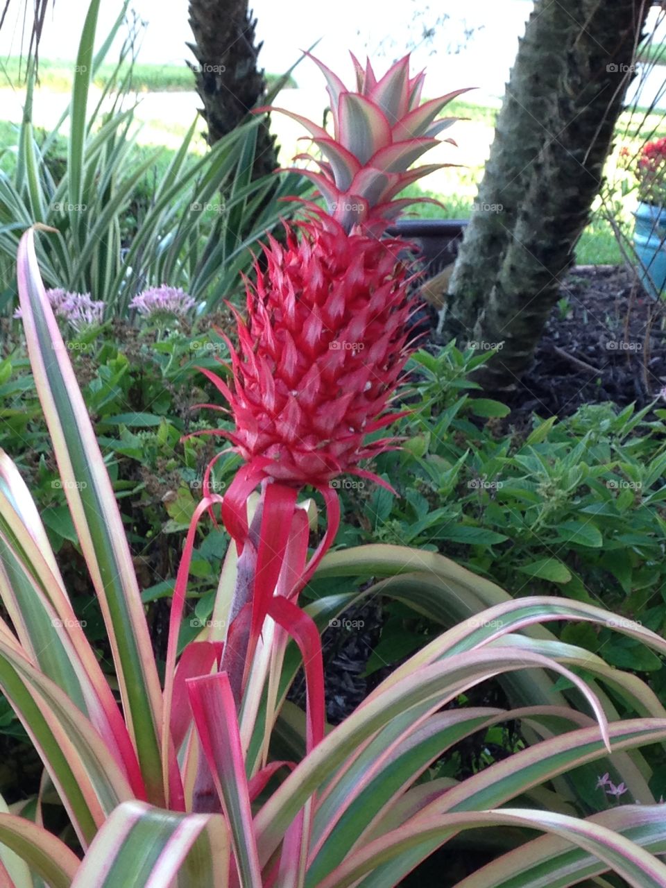 Florida pineapple plant 