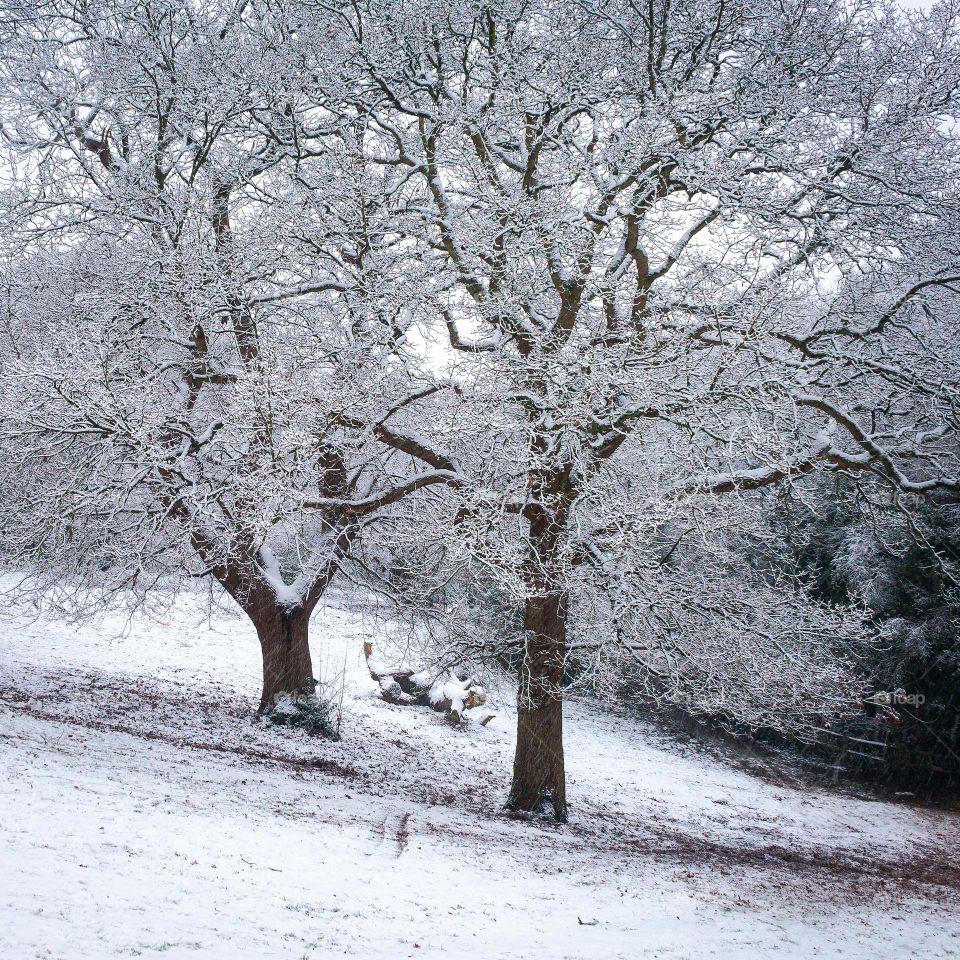 Two oaks trees in a park, covered in snow