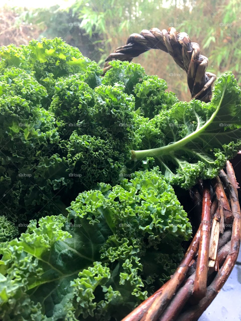 Kale Leaves  close-up in a Basked  on daylight 