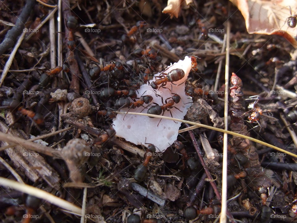 There is an ant hill close to my house.  The weather has been nice so the ants have been very busy and active. I noticed that many ants makes an interesting sound.