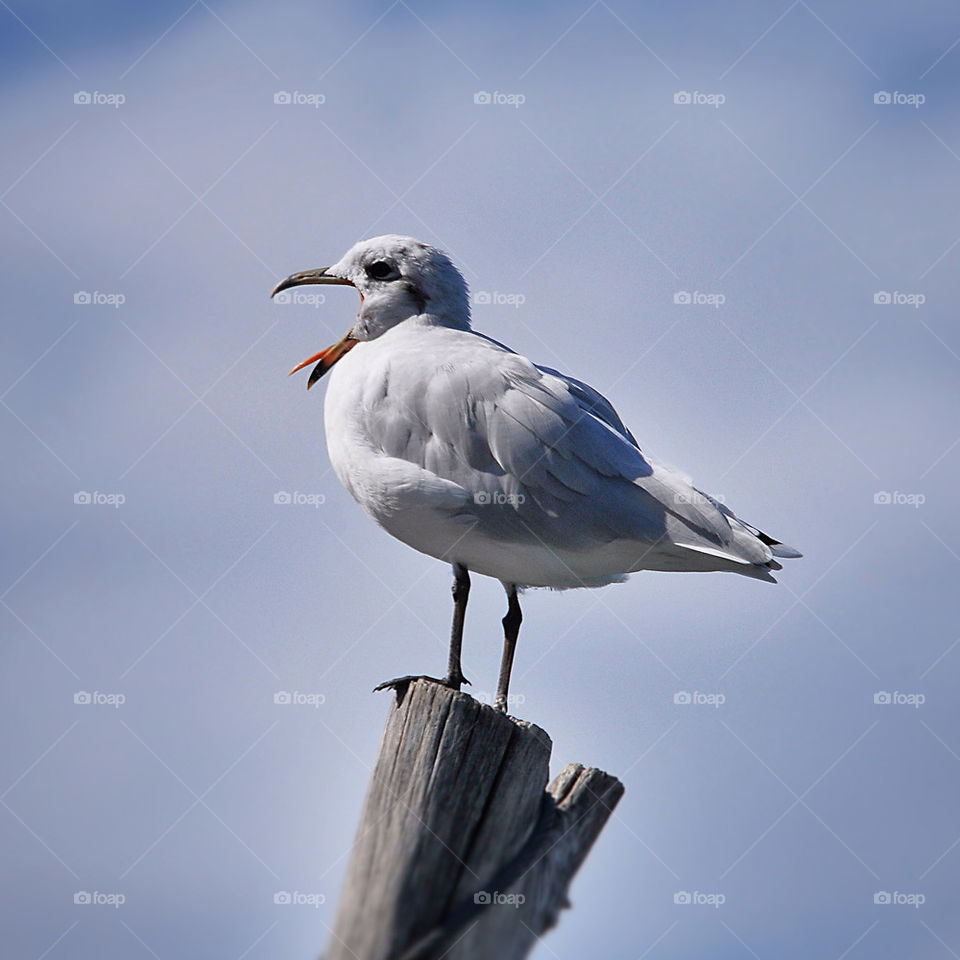 sky blue wood bird by selecshine