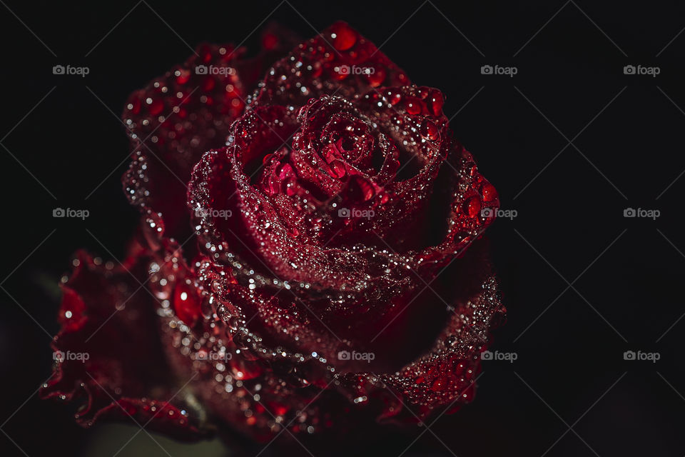 Flora. Red rose with morning dew.