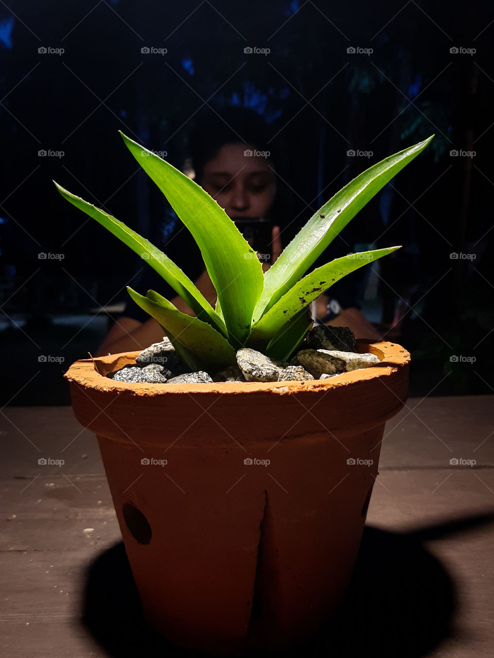 Table top Aloe vera plant in a clay pot. Perfect table decor with perfect colours. A portrait of a plant.