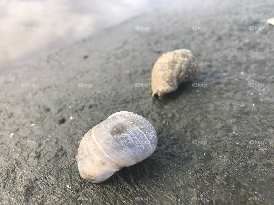 Sand, Beach, Seashore, Shell, No Person