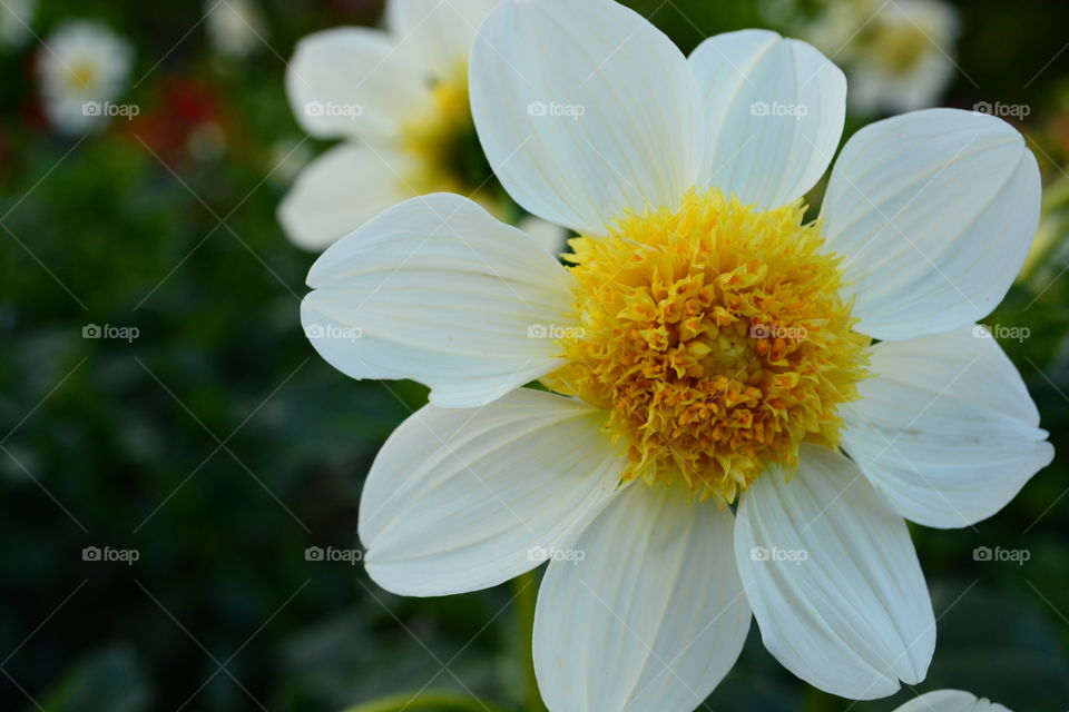 Dahlia white petals and yellow center