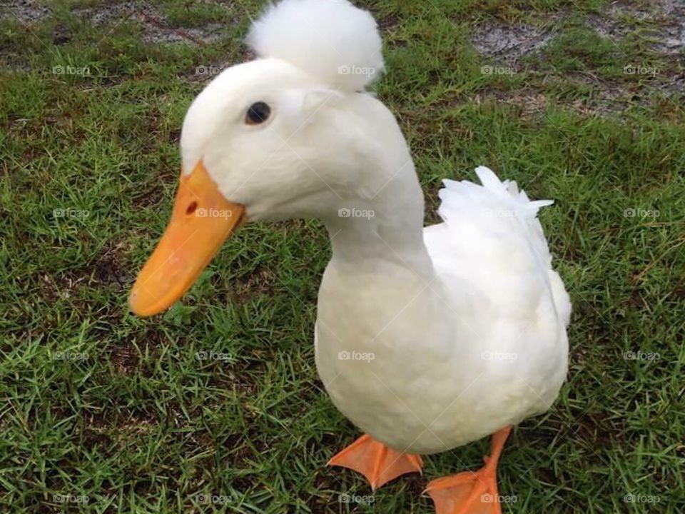 Webby Webster the Pet duck