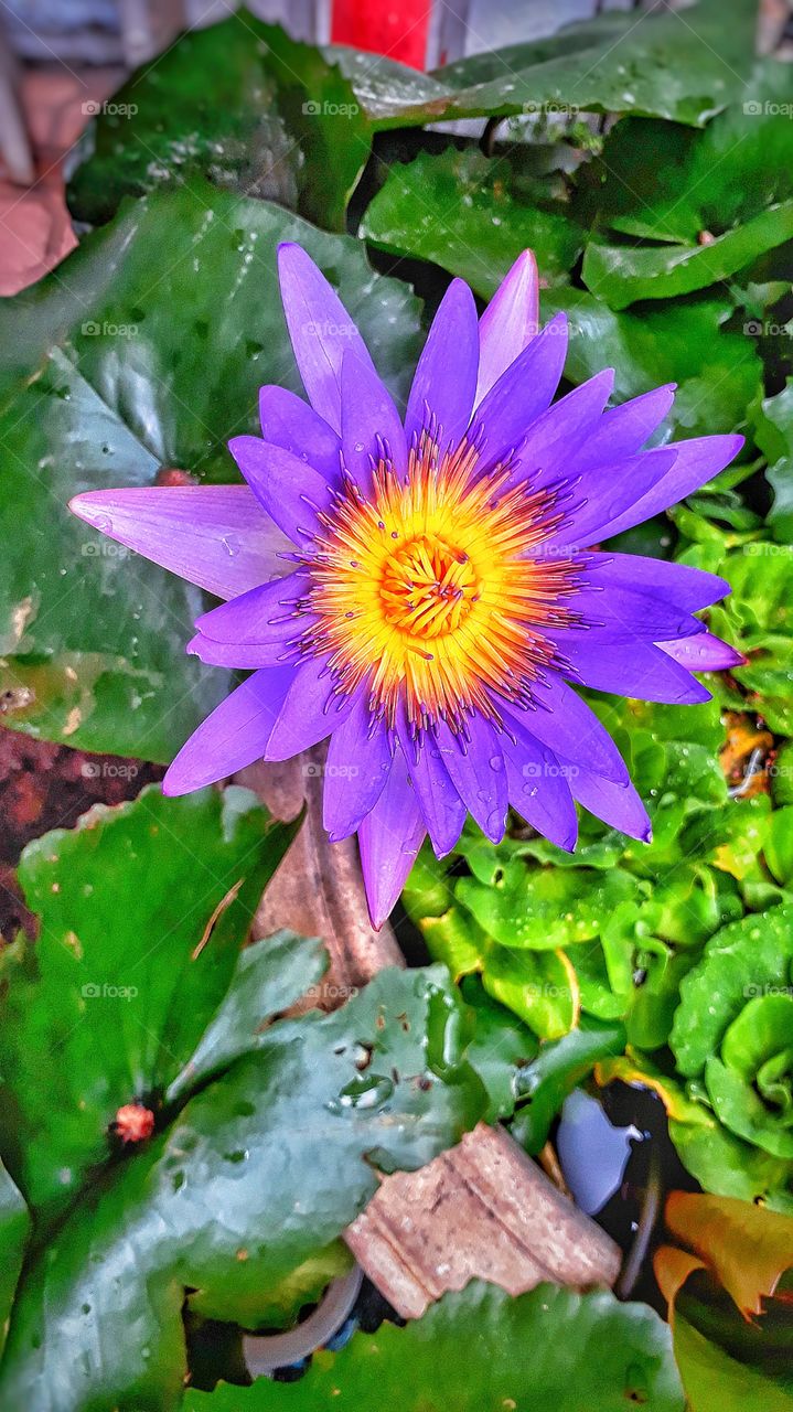Lotus flower in Penang