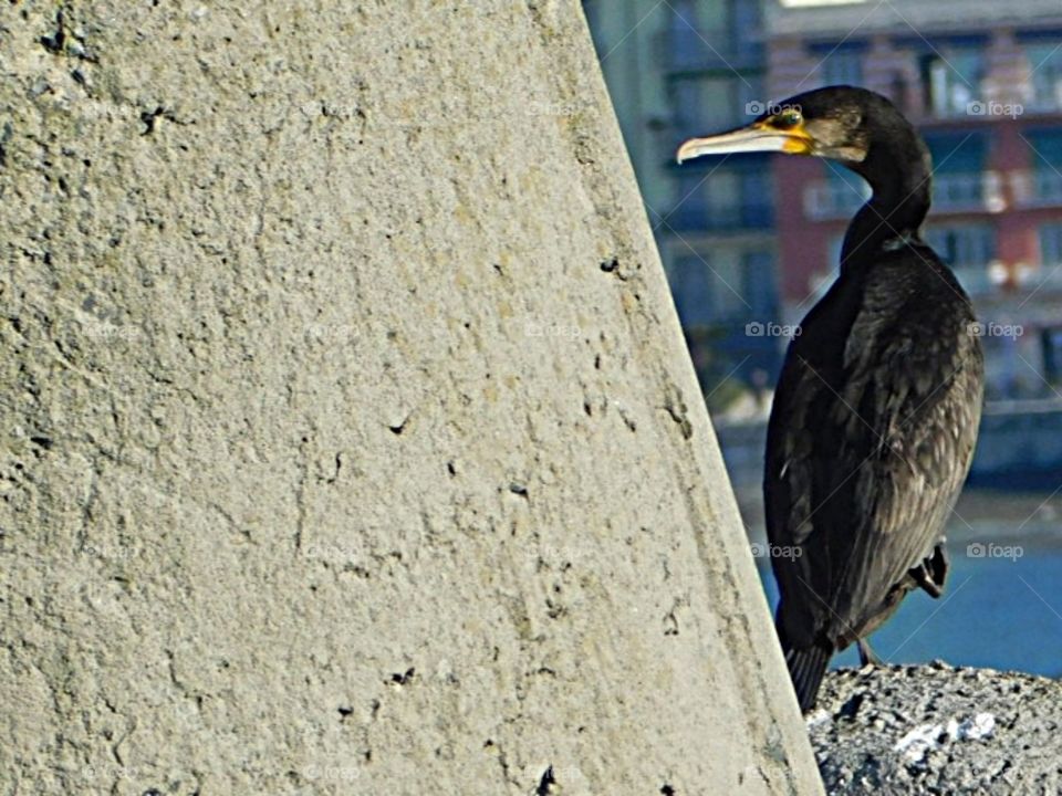 Cormorant