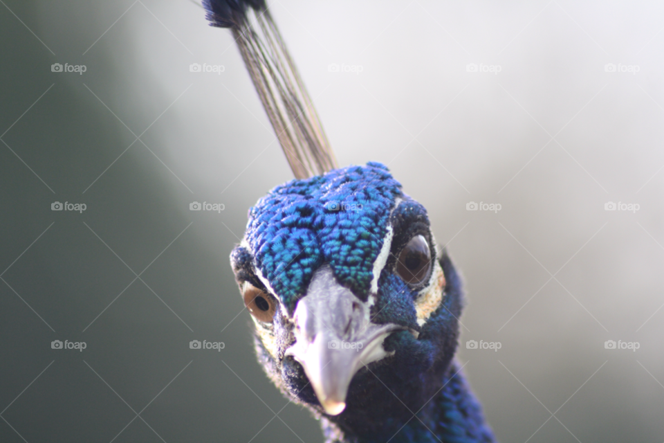 bird peacock close up beak by leonbritton123