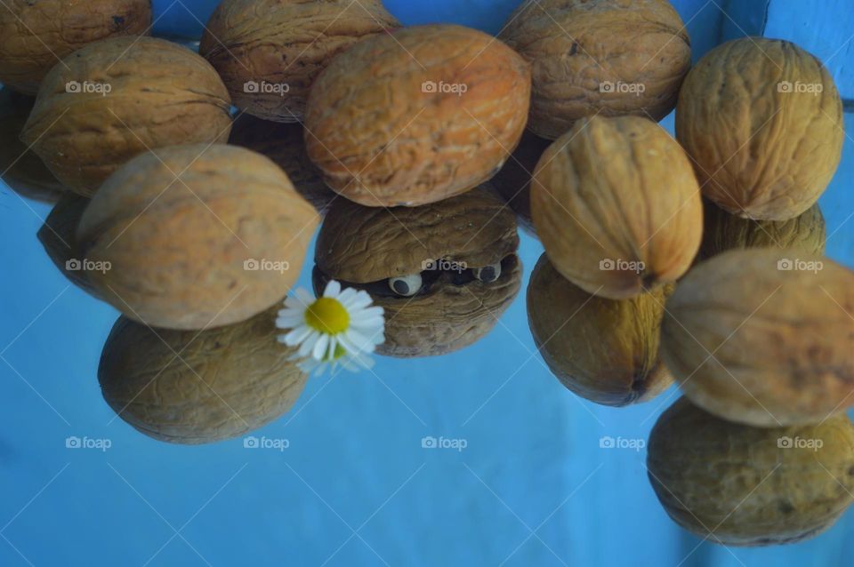 the secret life of walnuts. an unusual big-eyed walnut, unlike its relatives, looks at a chamomile flower and is reflected in the mirror.