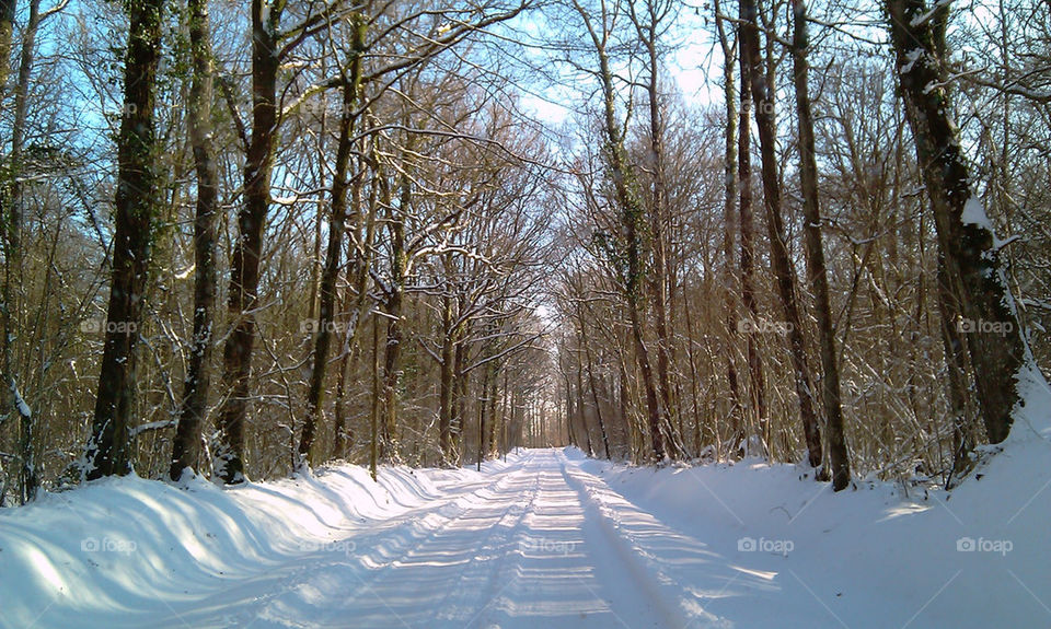 Country Lane