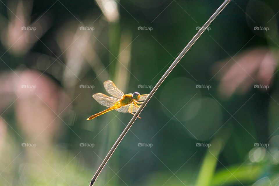 Dragonfly