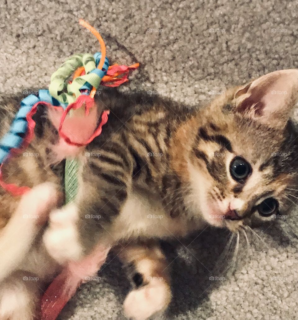 Playful tabby kitten with big blue eyes rolling around with a cat toy