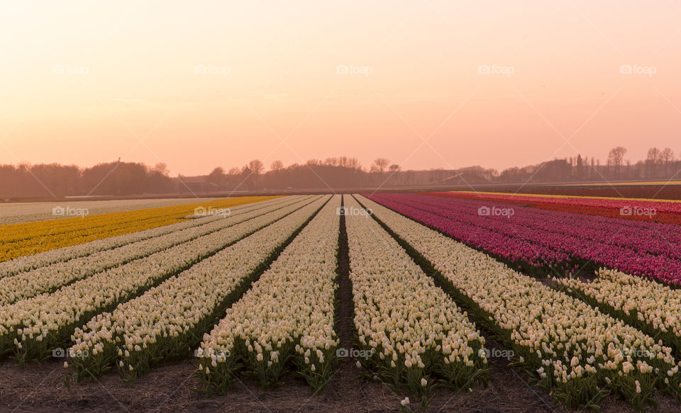 Sunset over tulip fields