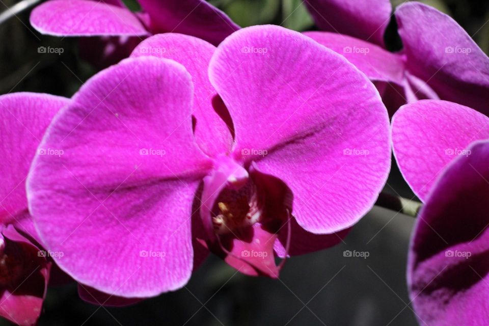 purple Orchid