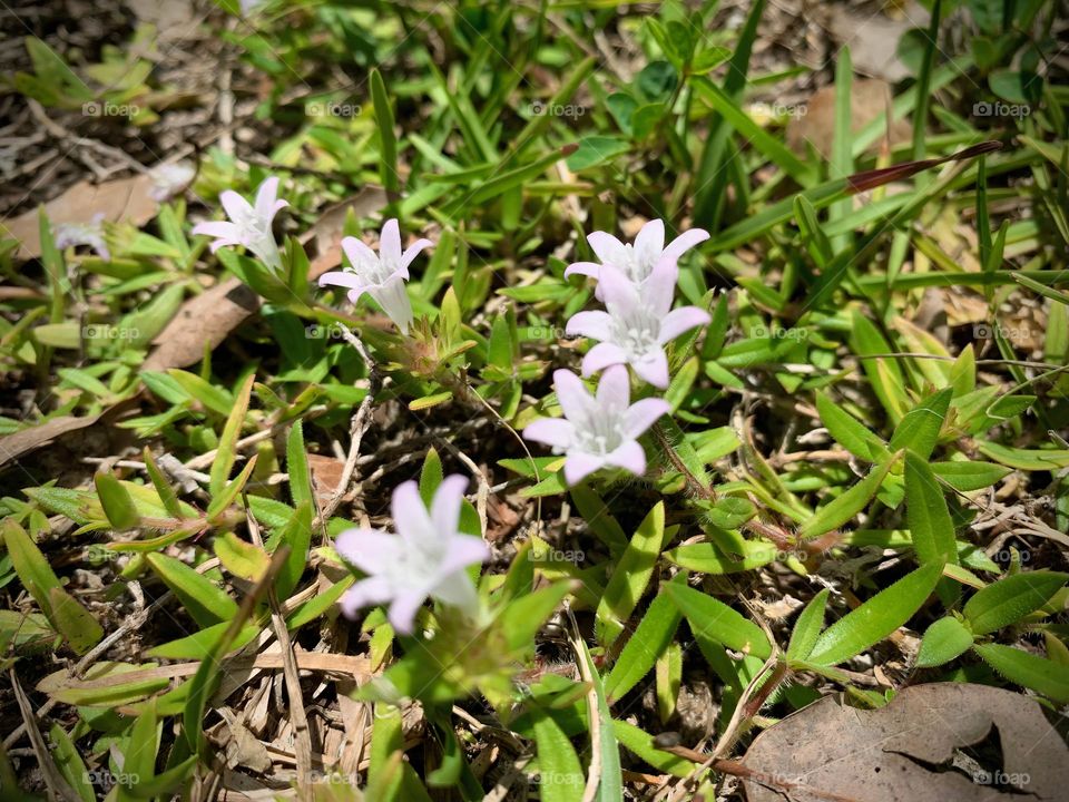 Pretty Tiny Florida Flowers Pusley In The Grass Turfgrass Turning Towards The Sunlight.