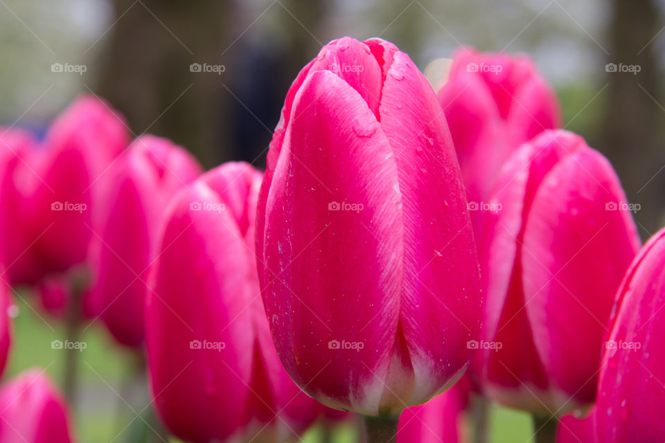 Tulips and water droplets 