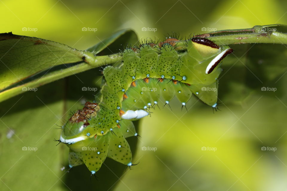Striking green caterpillar with bright orange and blue spots clings to the underside of a leaf stem
