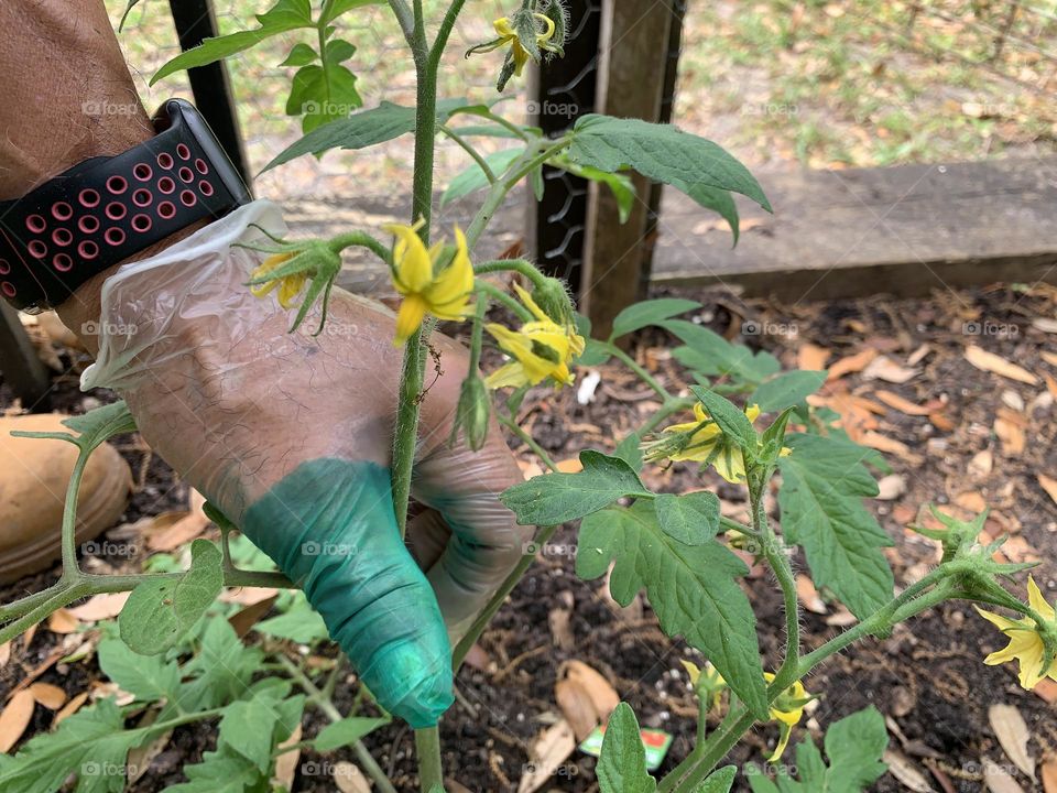 BE AUTHENTIC GO GREEN! ✅♻️ Organically growing your own food is sustainable and nourishes your soil by using safe and natural fertilizers and products.