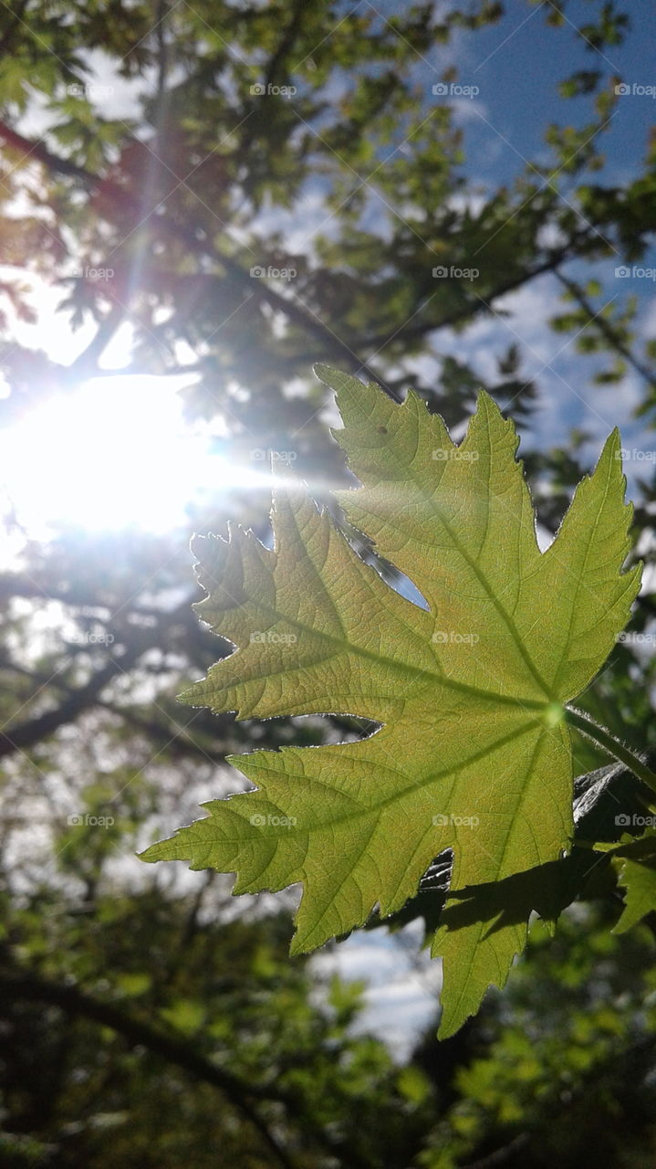 Sun shining through a maple leaf