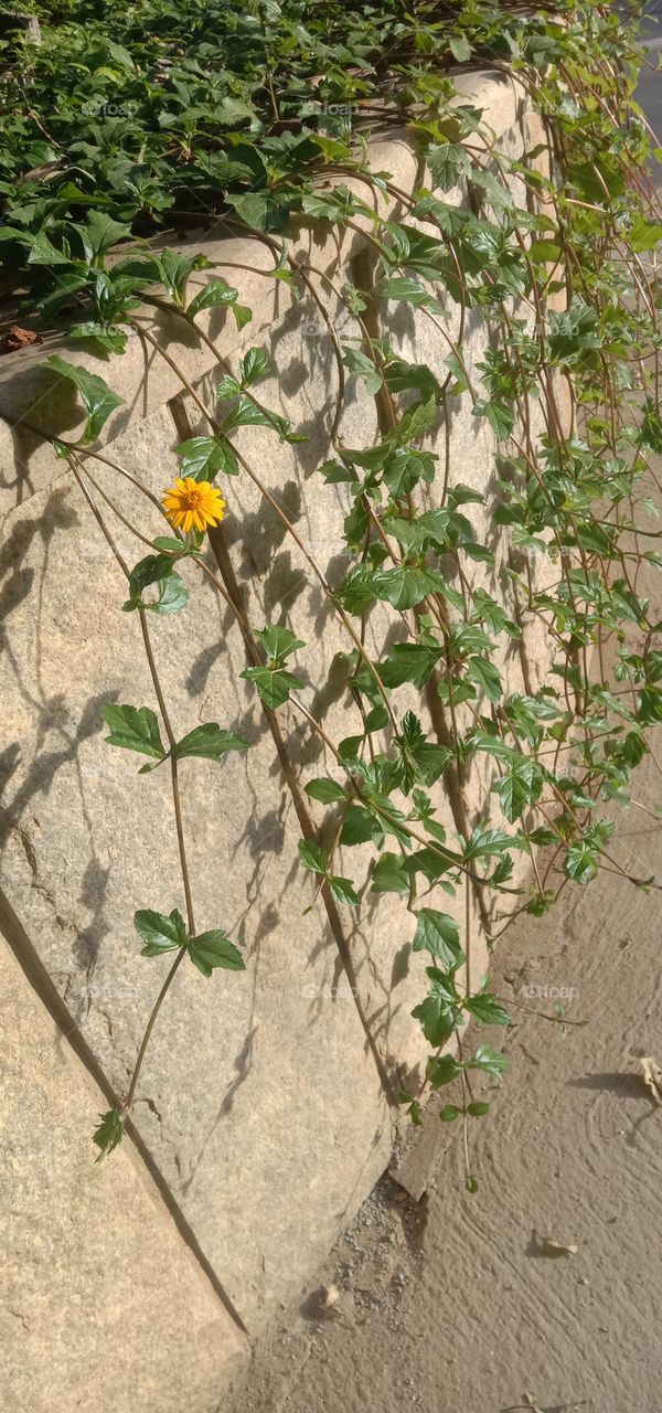 Yellow Blooms 🌸💛