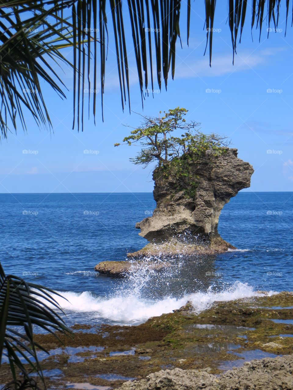 Rock with trees