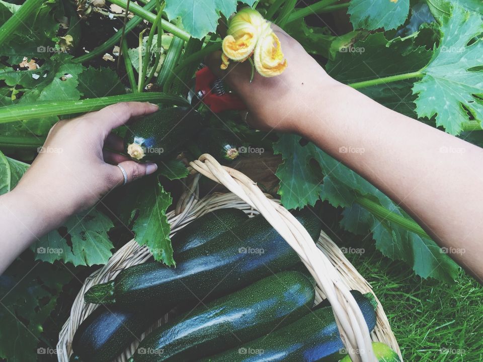 Person picking a vegetable