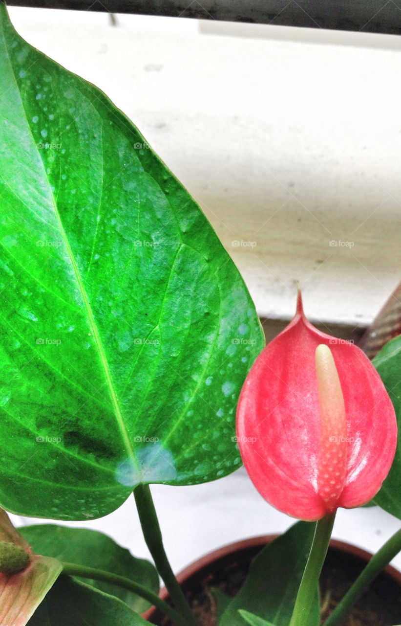 Red anthurium flower in bloom
