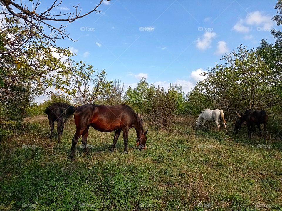 Horses graze.