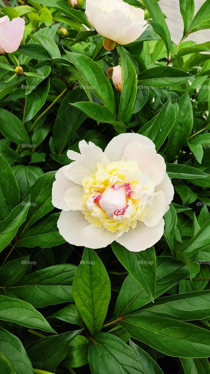 amazing flower parfum