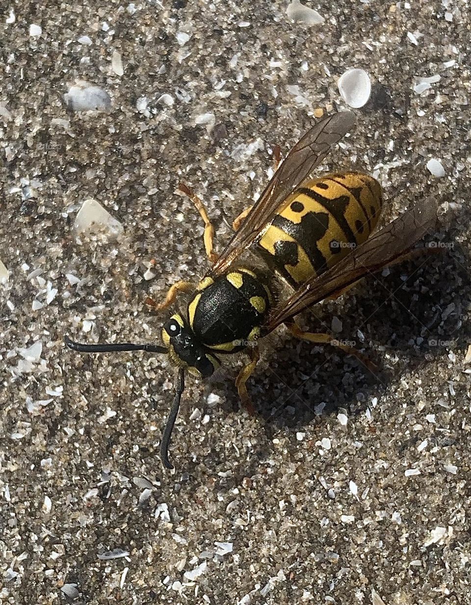 Spring colour honey bee yellow