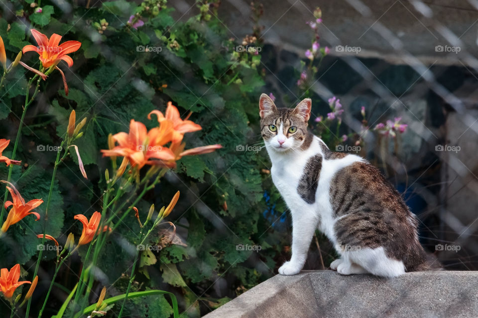 Cute cat behind the fence 