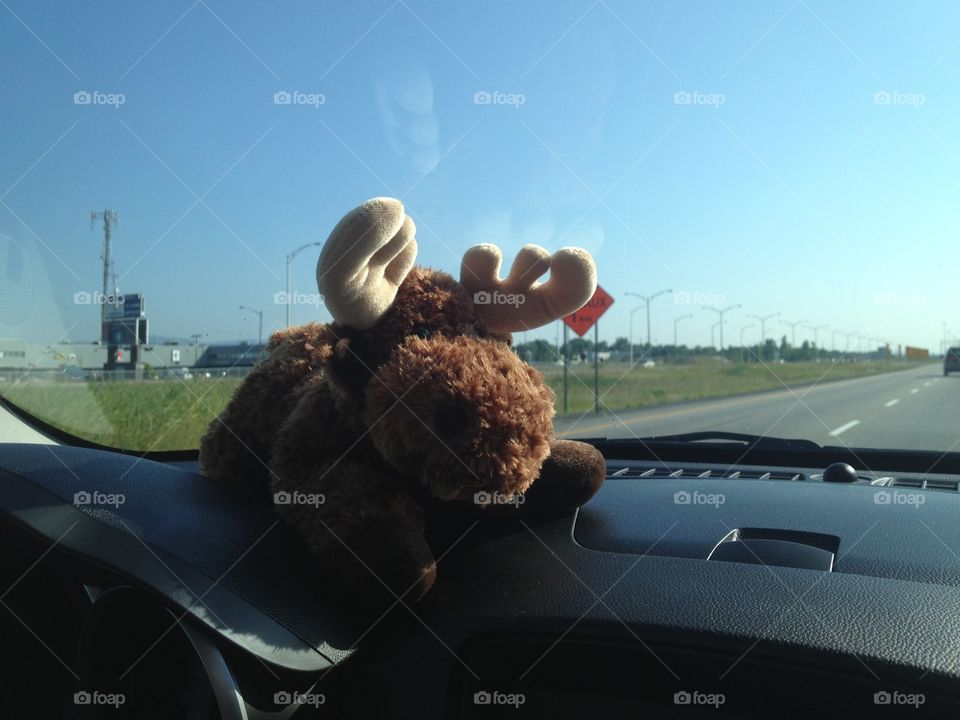 The moose teddy bear on road trip 