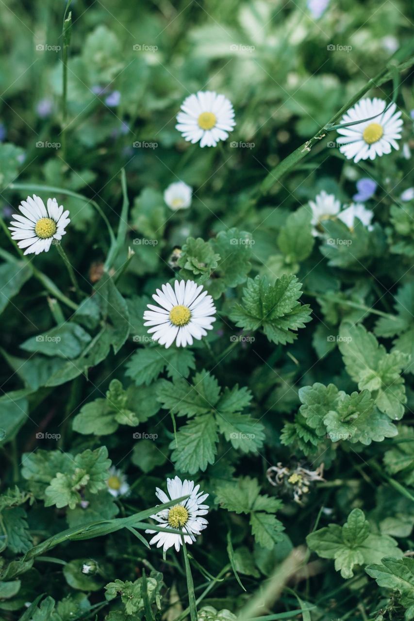 Summer flowers 