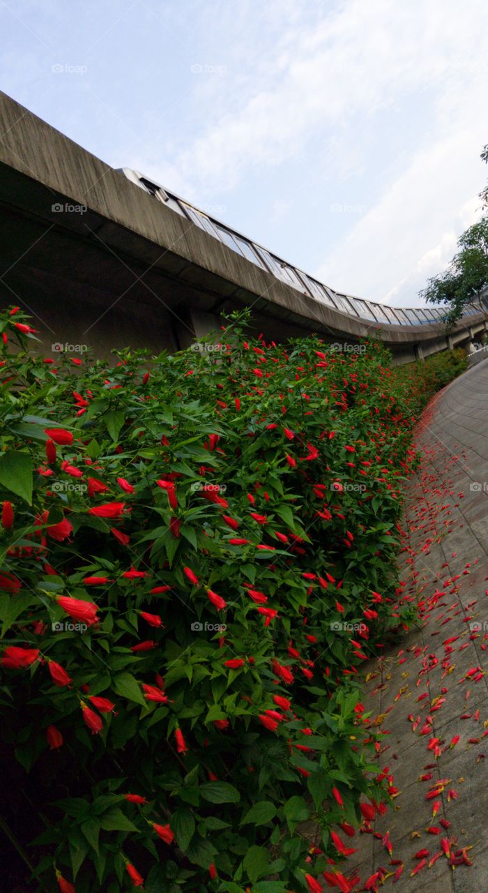 MRT & flower wall.