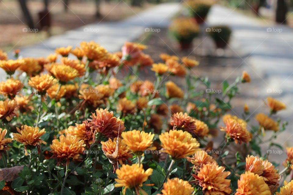 beautiful close-up of yellow orange flowers