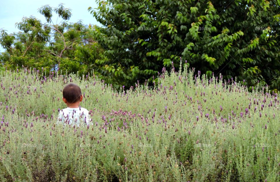 Lavender farm. A little boy enjoying the lavender fields on a lavender farm!