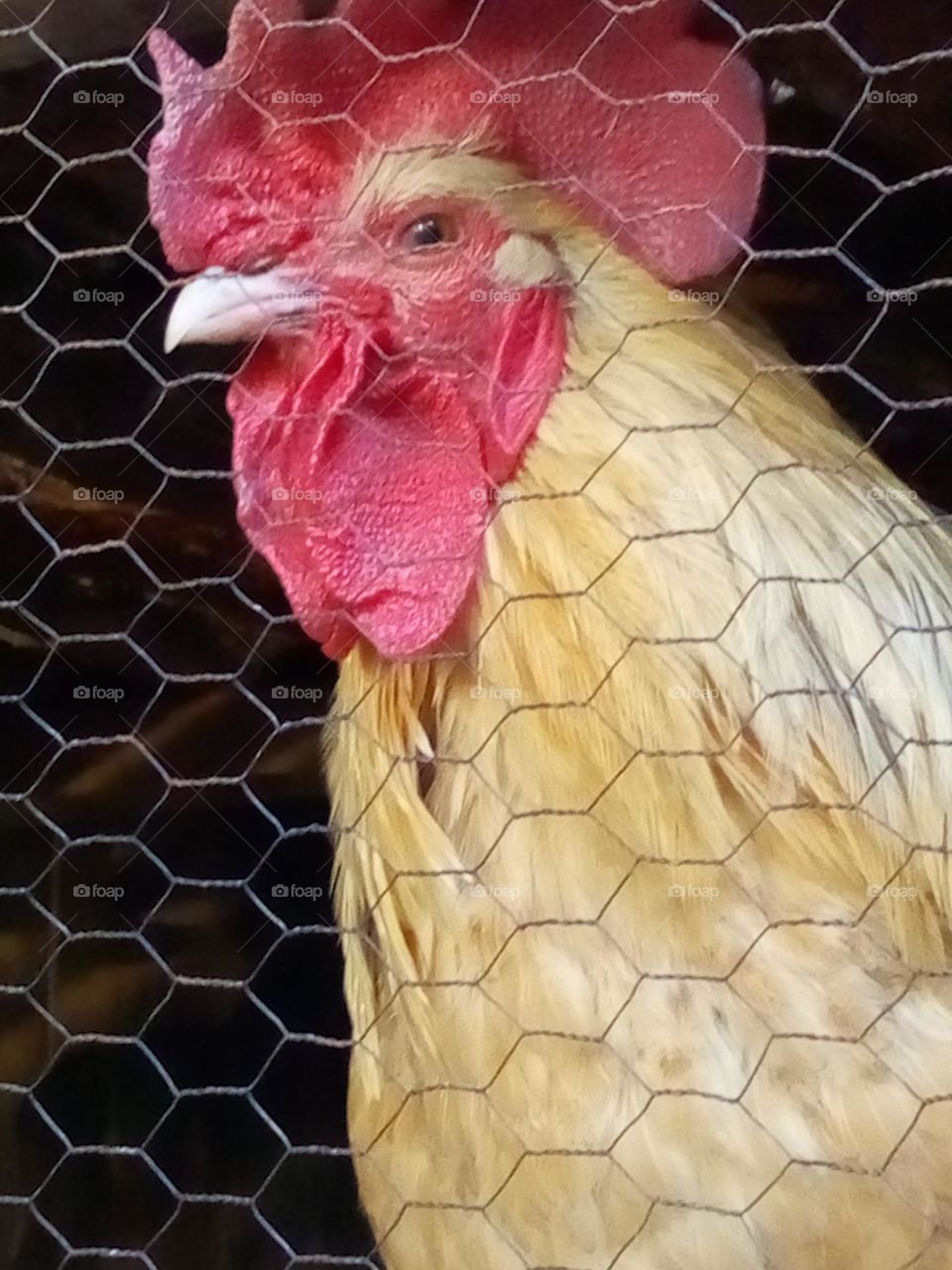 hen in the chicken coop