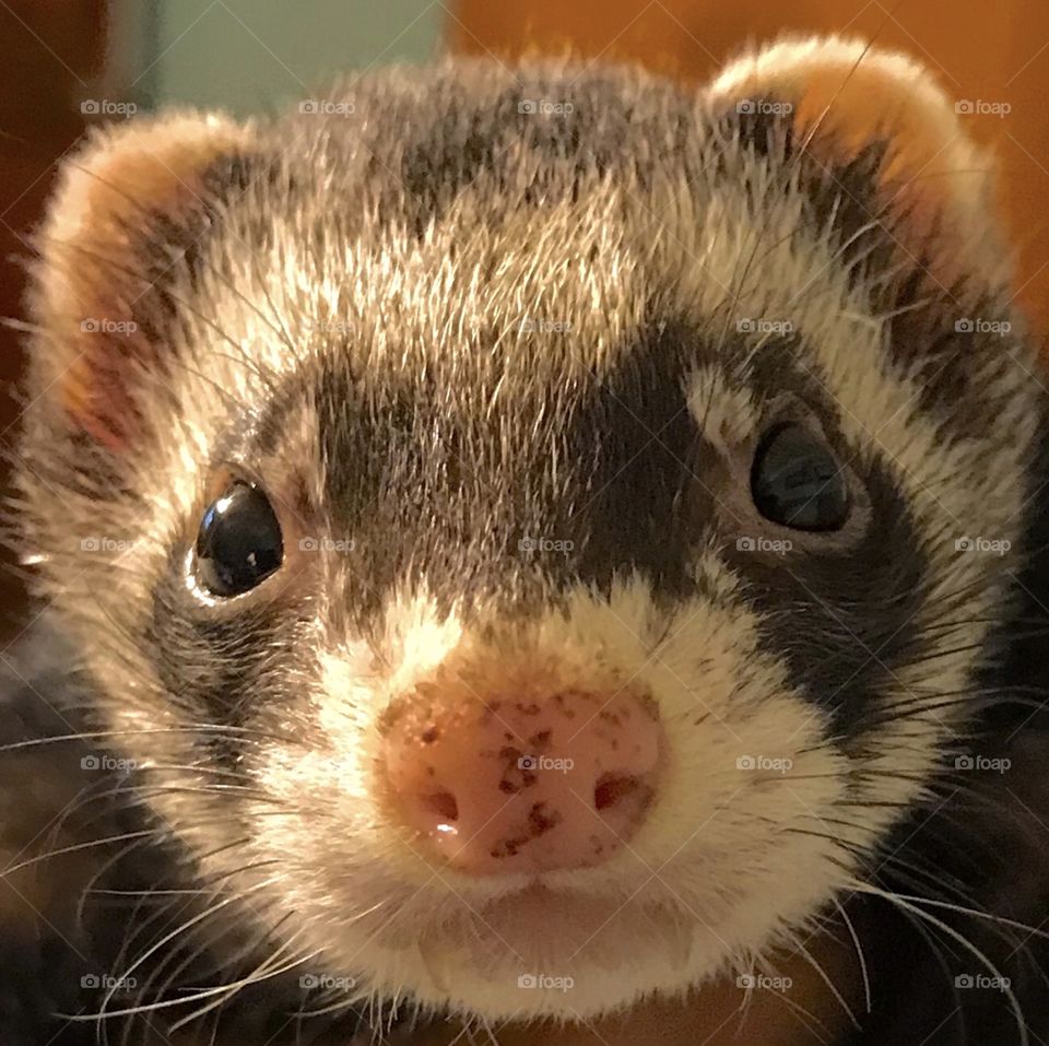 Close up of my ferret. 