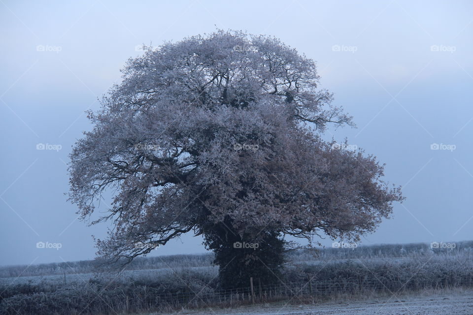 Frost on an autumn tree