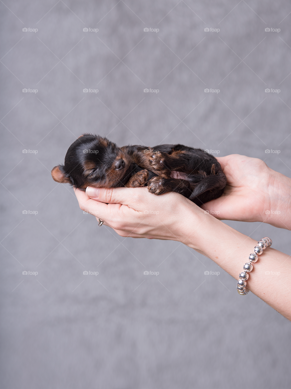 Puppy dog - Newborn dog - Yorkshire