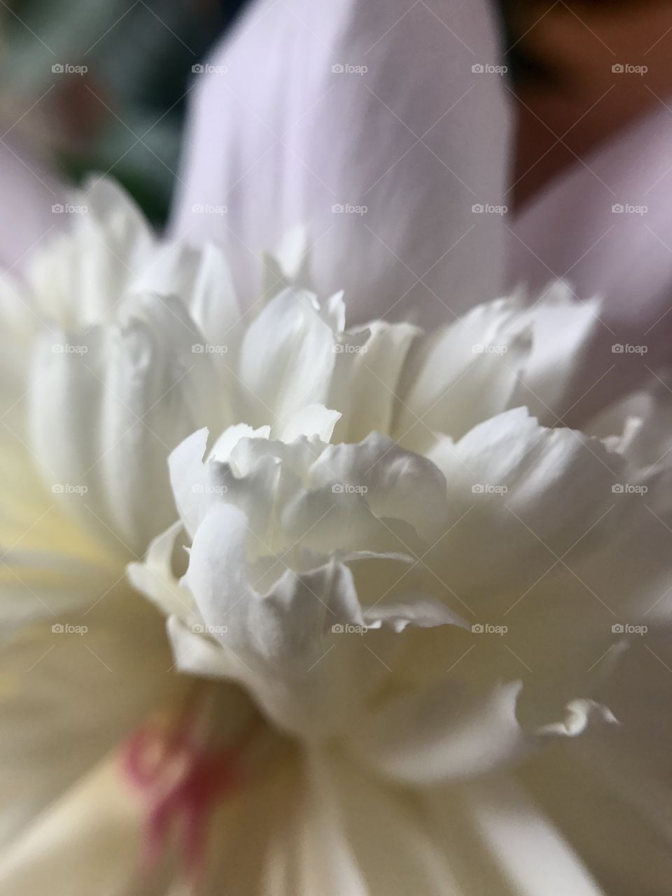 White peony 